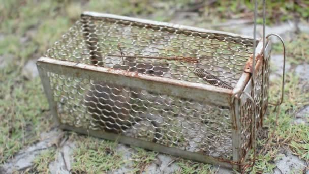 Rat Cage Catching Rat — Stock Video