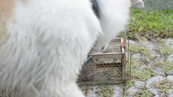 Köpekler Fare Oynuyordu Kafeste Bir Fare Yakalıyorlardı — Stok video