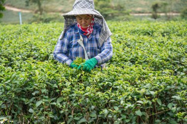 CHIANG RAI, THAILAND - 21 Aralık 2023: Tayland 'ın kuzeyindeki Chiangrai ilinde çay yaprağı toplayan işçiler