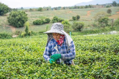 CHIANG RAI, THAILAND - 21 Aralık 2023: Tayland 'ın kuzeyindeki Chiangrai ilinde çay yaprağı toplayan işçiler
