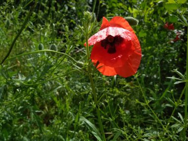 Yalnız kırmızı haşhaş çiçeği