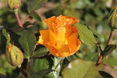 Parlak, sarı-kırmızı gül, kasvetli sonbahar sabahı, yakın plan.