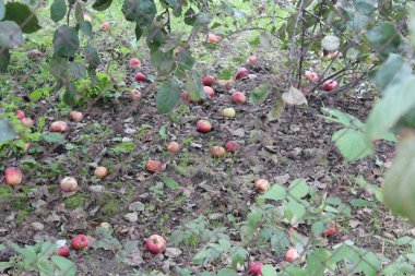 Düşmüş elmalar soğuk sonbahar zemininde yapraklarla yatıyor..