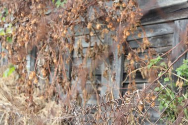 Vahşi zıpzıp dolu terk edilmiş eski bahçe evi..