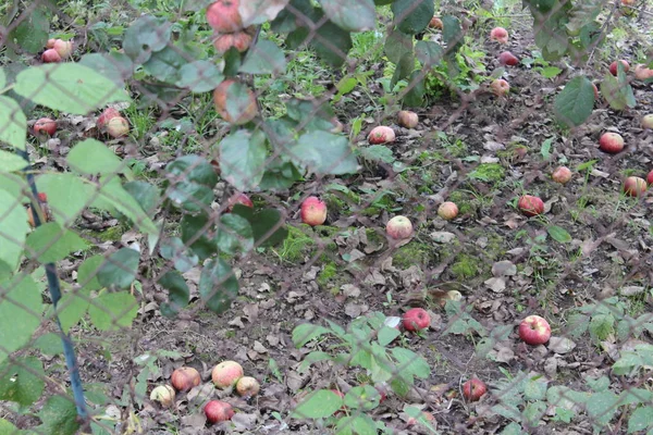 Düşmüş elmalar soğuk sonbahar zemininde yapraklarla yatıyor..
