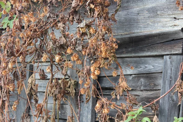 Vahşi zıpzıp dolu terk edilmiş eski bahçe evi..