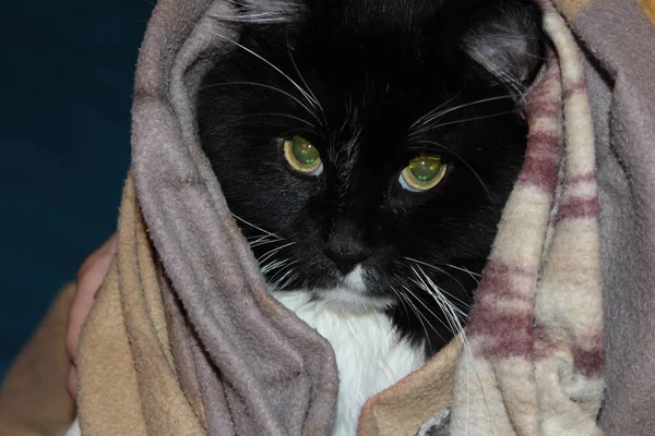 Yıldız Savaşları 'ndaki Yoda' ya benzeyen komik siyah beyaz kedi battaniyenin üzerinde dinleniyor..