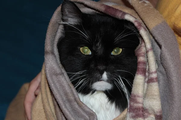 Yıldız Savaşları 'ndaki Yoda' ya benzeyen komik siyah beyaz kedi battaniyenin üzerinde dinleniyor..