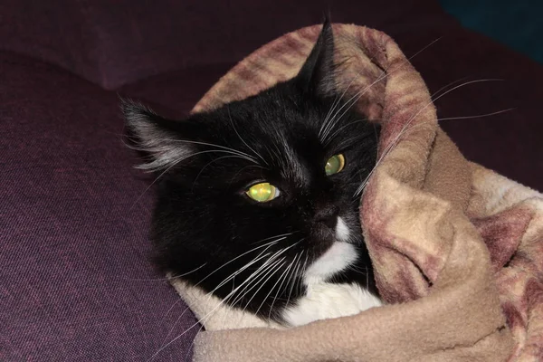 Yıldız Savaşları 'ndaki Yoda' ya benzeyen komik siyah beyaz kedi battaniyenin üzerinde dinleniyor..