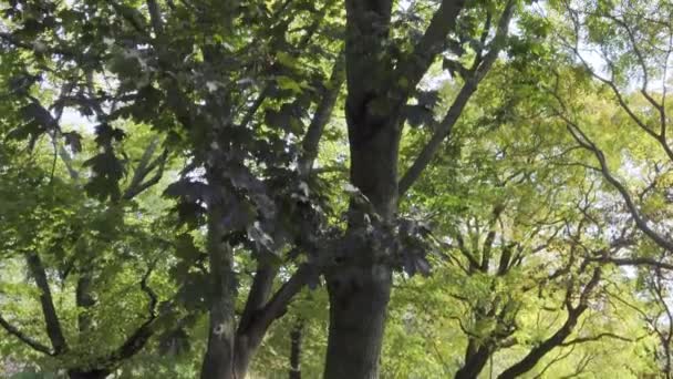 Zbliżenie Jesiennego Drzewa Nadchodzi Jesień — Wideo stockowe