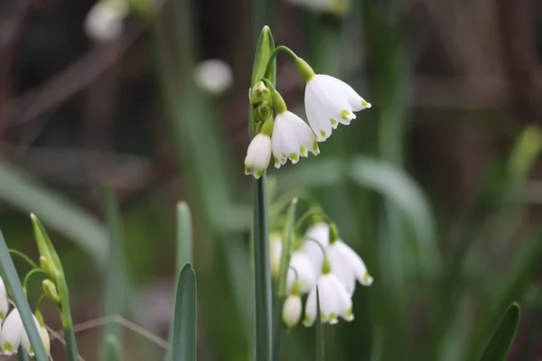      Vadinin beyaz zambakları