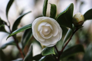 Bahçedeki güzel beyaz gül