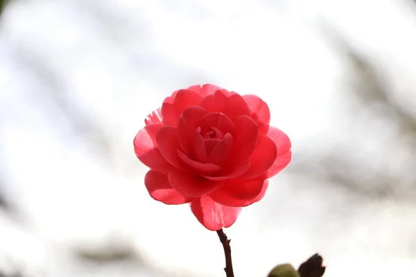 Schöne Rose Allein Garten — Stockfoto