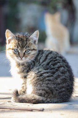 Yumuşak kırmızı kedi yıkama, pençeleri, kedisi