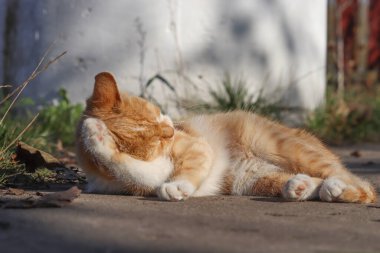 Yumuşak kırmızı kedi yıkama, pençeleri, kedisi