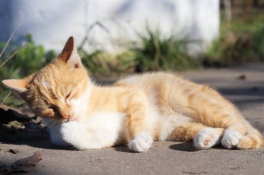 Yumuşak kırmızı kedi yıkama, pençeleri, kedisi