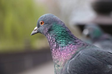 Bulanık arkaplanda renkli güvercin