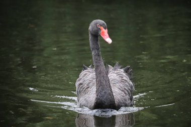 Siyah kuğu gölde yüzüyor.