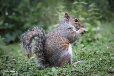 Sincap çimlerin üzerinde oturmuş yemek yiyor.
