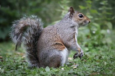 Quirrel çimlerin üzerinde oturuyor.