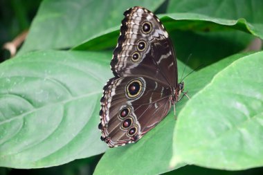 Gardda bir yaprağın üzerinde oturan kelebek.