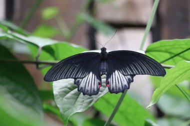 Bahçedeki yapraklı kelebek