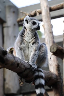 Lemur ağaçta oturuyor.
