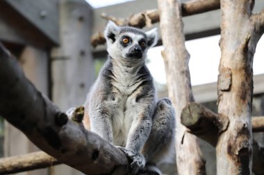 Ağaçta oturan tüylü ürkek lemur.