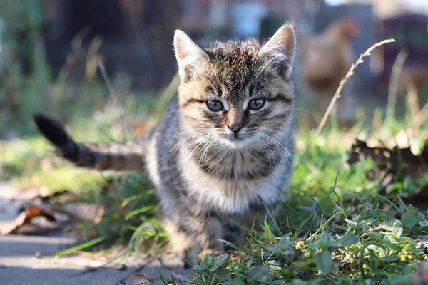 Gris Esponjoso Lindo Gato Sentado Hierba Tiempo Otoño Fondo Borroso —  Fotos de Stock