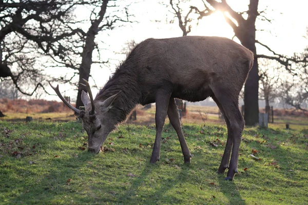 落日背景下吃草的小鹿 — 图库照片
