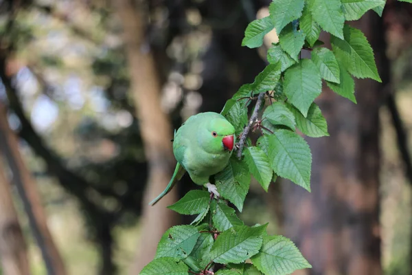 green parrot sitting on a tree branch