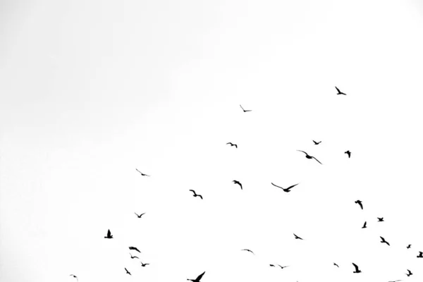 Beyaz arkaplanda siyah kuşlar