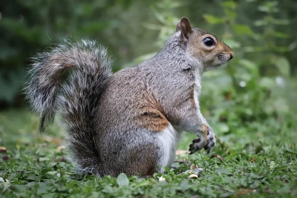 Quirrel çimlerin üzerinde oturuyor.