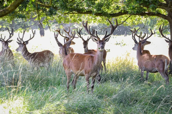 Eine Rotwildherde Frisst Gras Und Blätter Von Bäumen — Stockfoto