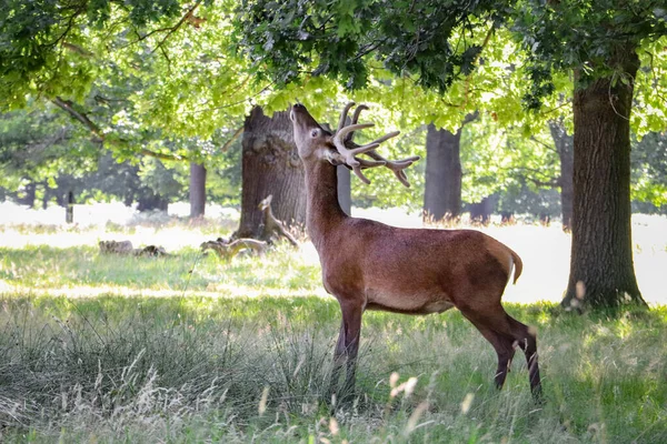 Rotwild Frisst Blätter Von Bäumen — Stockfoto