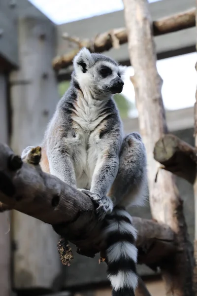 Lemur Sienta Árbol — Foto de Stock