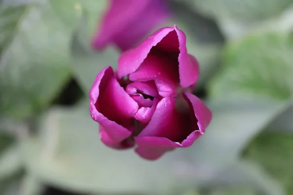 Bela Tulipa Roxa Florescendo Foco — Fotografia de Stock