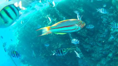 Renkli balıklara yakın, Kızıldeniz 'in sualtı dünyası, mercanlar ve resifler.