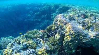 Su altı dünyası, renkli mercanlar ve balıklar, Kızıl Deniz 'in deniz sakinleri.