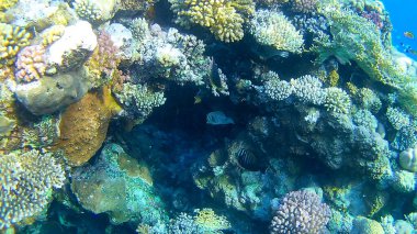 Su altı dünyası, renkli mercanlar ve balıklar, Kızıl Deniz 'in deniz sakinleri.