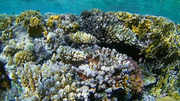 Su altı dünyası, renkli mercanlar ve balıklar, Kızıl Deniz 'in deniz sakinleri.