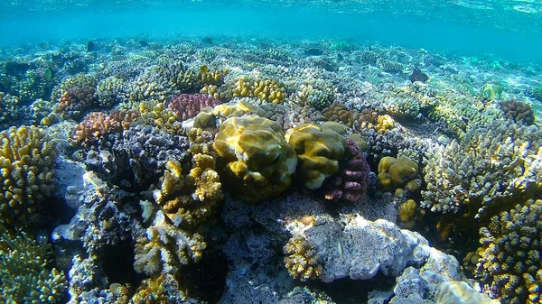 Su altı dünyası, renkli mercanlar ve balıklar, Kızıl Deniz 'in deniz sakinleri.