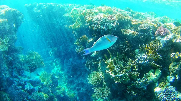 Podwodny Świat Kolorowe Koralowce Ryby Morscy Mieszkańcy Morza Czerwonego — Zdjęcie stockowe