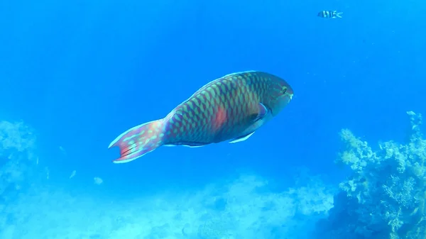 Primer Plano Peces Colores Mundo Submarino Del Mar Rojo Corales — Foto de Stock