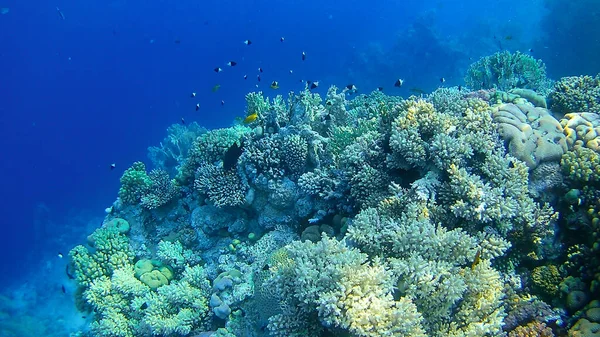 Su altı dünyası, renkli mercanlar ve balıklar, Kızıl Deniz 'in deniz sakinleri.