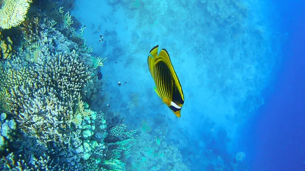Zblízka Barevné Ryby Podvodní Svět Rudého Moře Korály Útesy — Stock fotografie