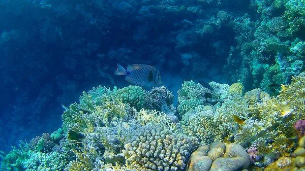 Underwater World Colored Corals Fish Marine Inhabitants Red Sea — Stock Photo, Image