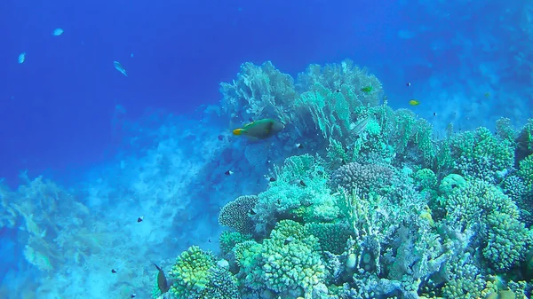 Podmořský Svět Barevné Korály Ryby Mořští Obyvatelé Rudého Moře — Stock fotografie