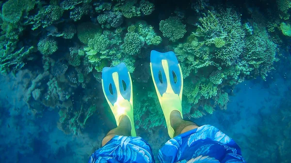 Flippers Gratis Duiker Snorkelen Zeebodem Onderwater Wereld Rode Zee — Stockfoto