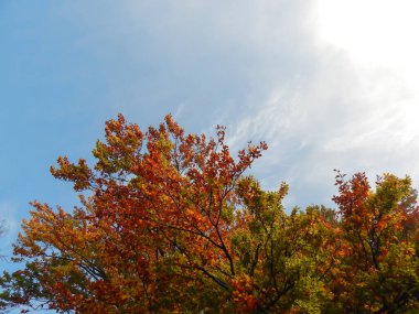 Yalnız sonbahar ağacı, sarı yapraklar ve mavi gökyüzü, bitki örtüsü.